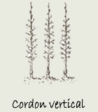 Cordon vertical