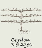 Cordon 3 étages