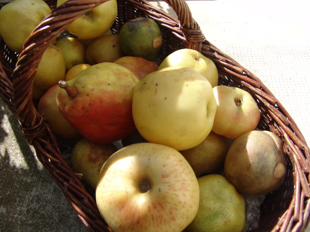 Collection de fruits en cire saisissants de réalise confectionnés par Hortense Mignard ayant été exposés au Sénat.